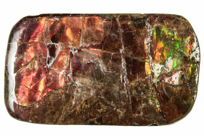 Iridescent Ammolite (Fossil Ammonite Shell) - Alberta #320799